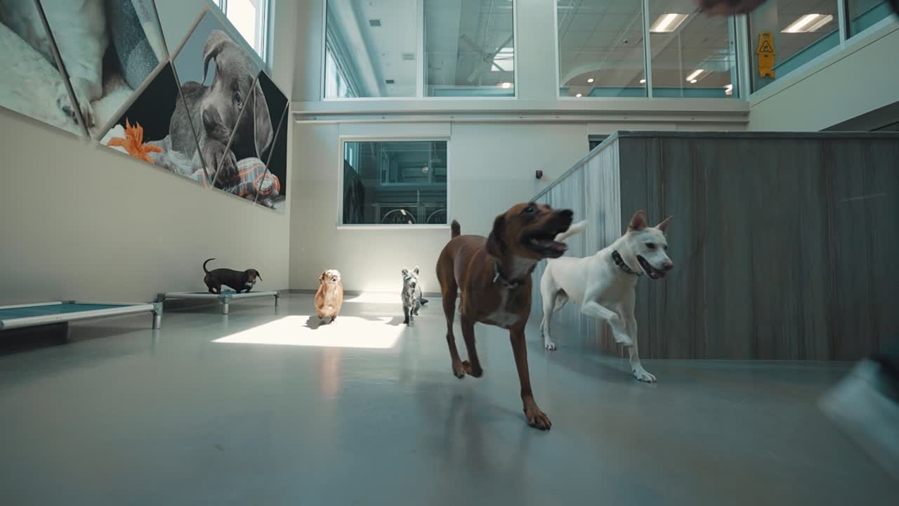 A playful group of dogs enjoying themselves inside a veterinary office ...