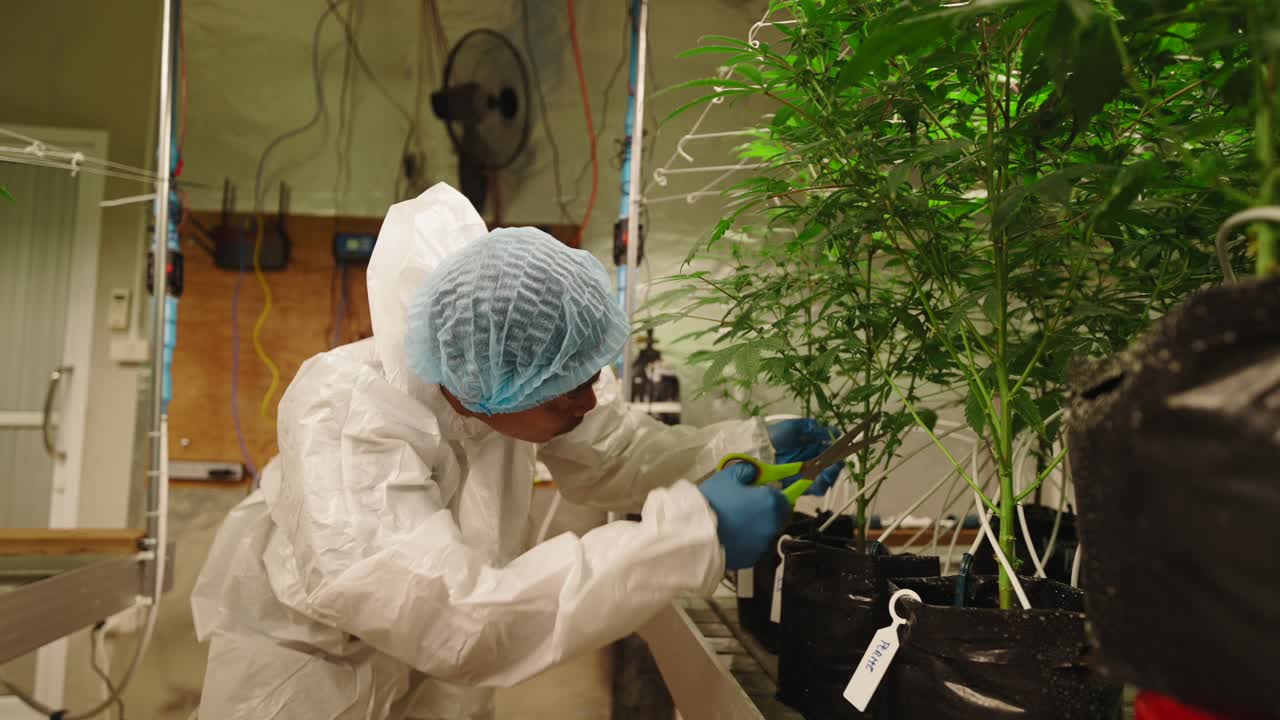 Cannabis Cultivation Process in a Controlled Indoor Environment