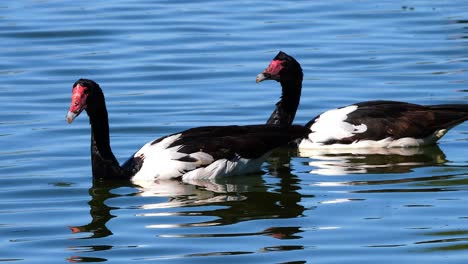 a magpie goose floats in a pond in australia 1