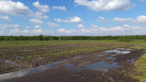 cultivated rows of pine plantation seen under a bright blue sky with dense trees in the background.