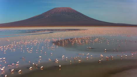 pink flamingos in lake natron with ol doinyo lengai volcano