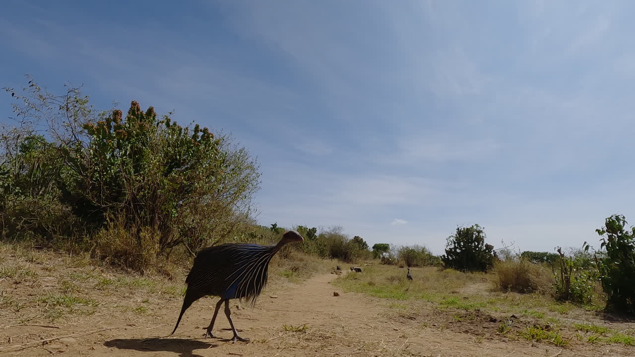 Faraona vulturina che attraversa l'inquadratura nella savana.