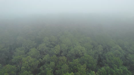 fog over the lush green forest. aerial