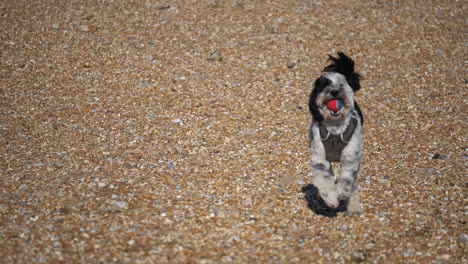 Adorable-Perro-Labradoodle-En-Una-Playa-De-Guijarros-En-El-Reino-Unido-Corriendo-Hacia-La-Cámara-Con-Una-Pelota-En-La-Boca