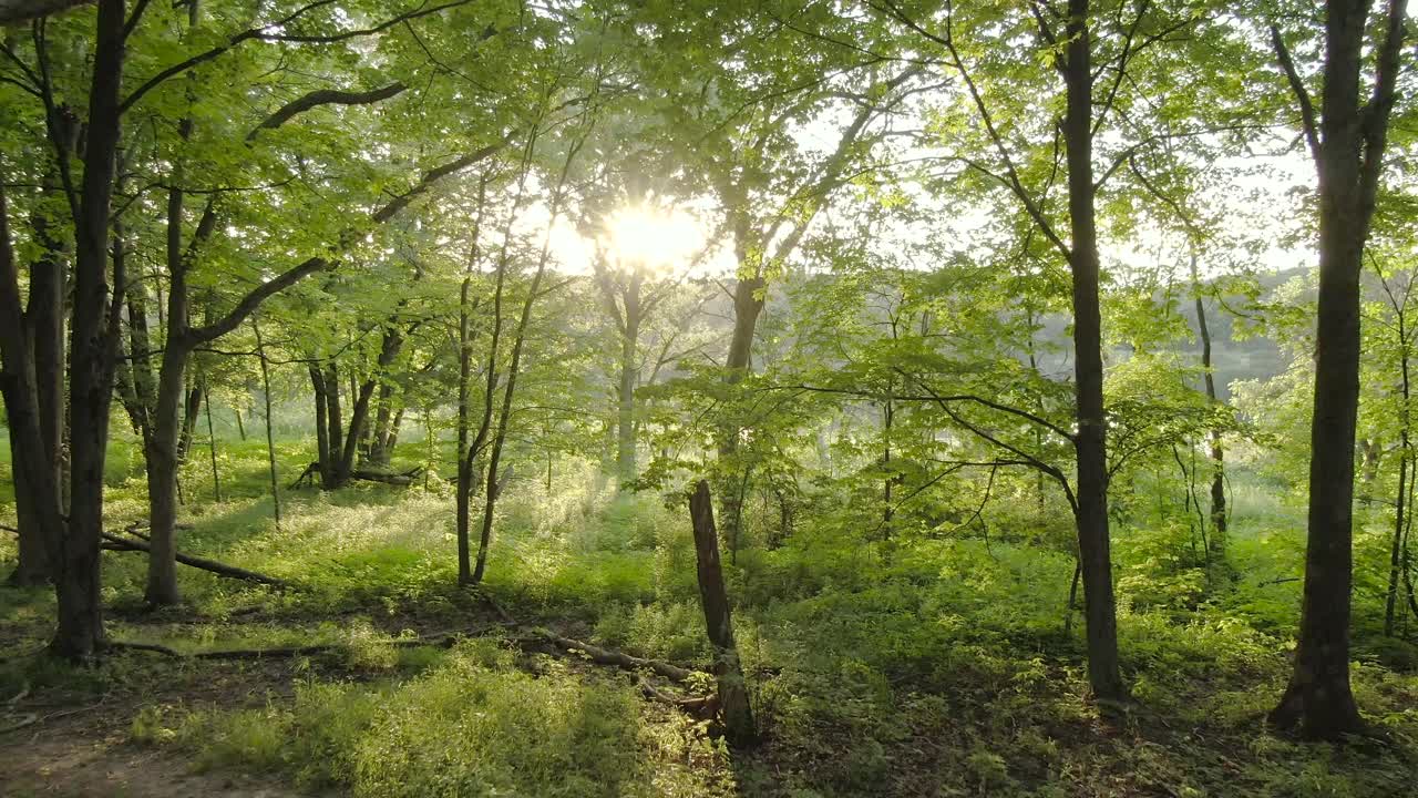 Slowly forward moving aerial shot between the trees and foliage in a thick forest during sunset