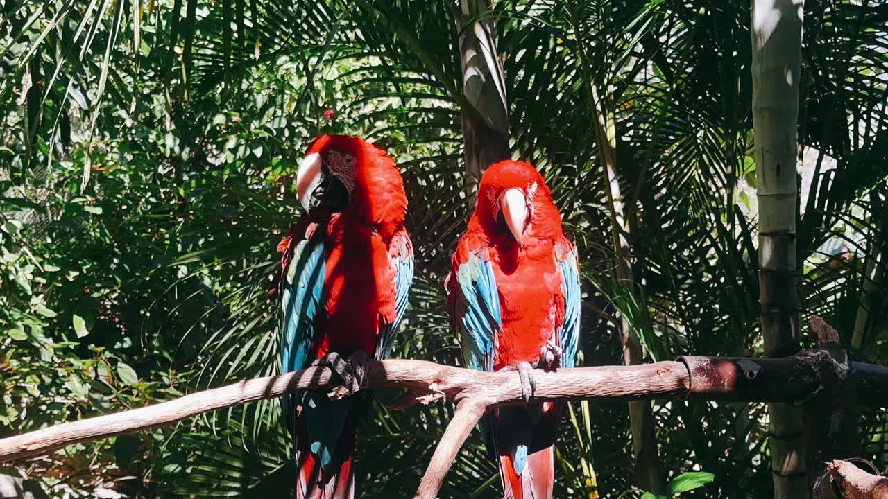 dos araos rojos y azules posados en una rama en un entorno tropical