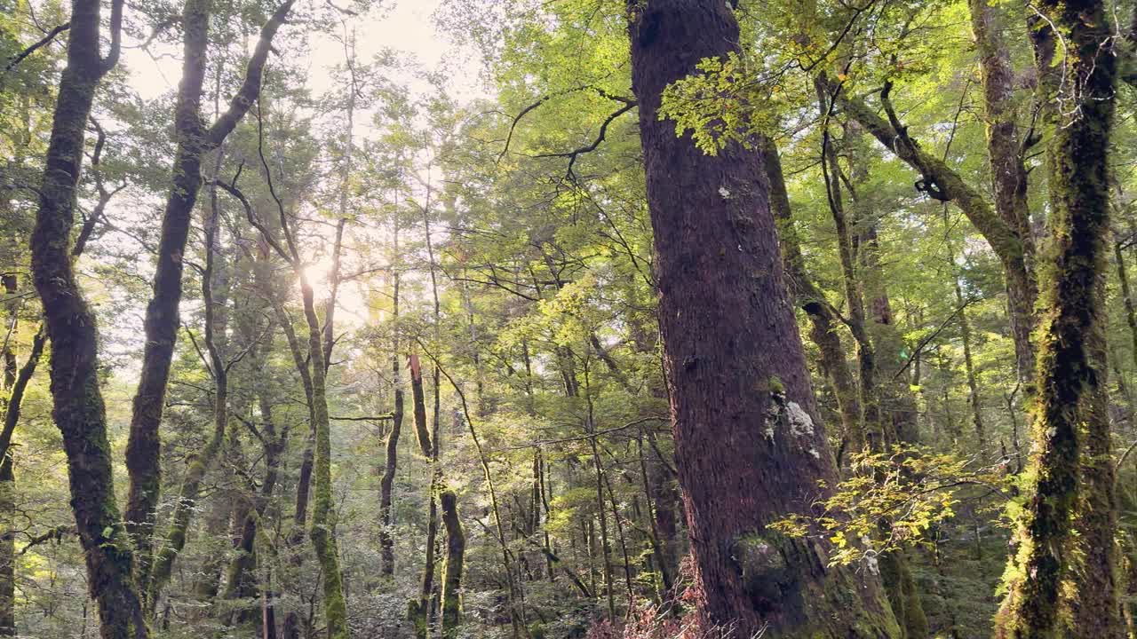 Slow camera pan reveals sunbeams through lush green forest, soft natural light, tranquil atmosphere