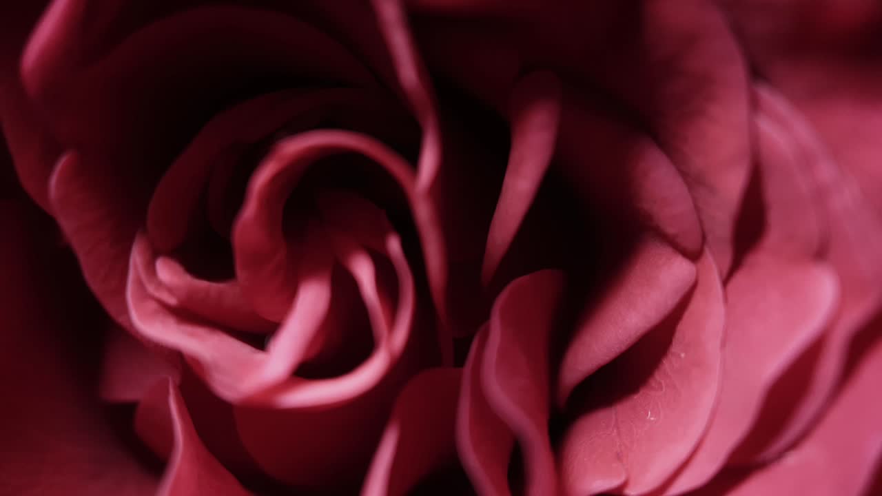 Roser, blomster til dine kjære
