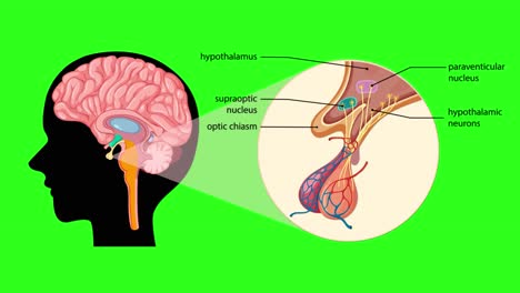 educational animation zooms from a human brain silhouette to a labeled close-up of the pituitary gland, highlighting anatomical structures with clear transitions and bright green background