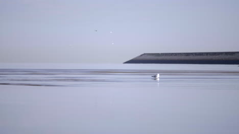 Standing-Seagull-And-Flying-Seagulls-On-A-Sunny-Day-At-The-Lake-In-South-Ireland---Medium-Shot