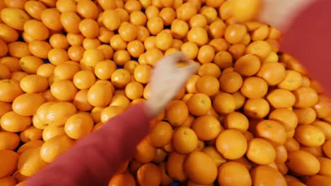 naranjas clasificadas y empacadas en la empacadora de cítricos-1