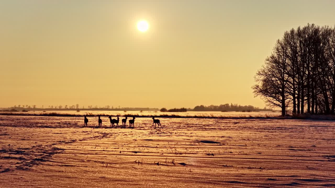 Ung hjord i silhuett som står och springer på snöigt lettiskt vinterfält under varm uppgående sol och gyllene himmel – flygbild i slow motion framåt