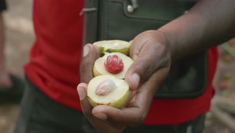 granjero africano con la mano sosteniendo toda la nuez moscada fresca especia de semilla aromática roja