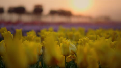 Nahaufnahme-Von-Tulpen-Im-Blumengarten-Im-Morgenlicht.-Frühlingspark-Im-Abendlicht.