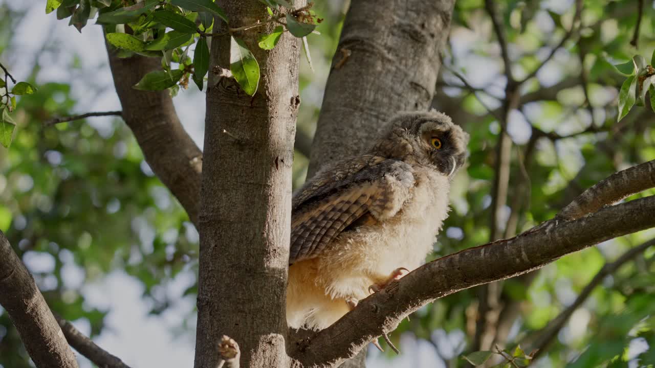 A long-eared owl owlet is standing on a branch and looking around