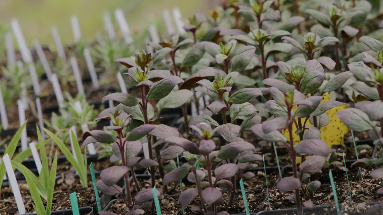 Slow motion footage panning across a variety of different plants in their young form.