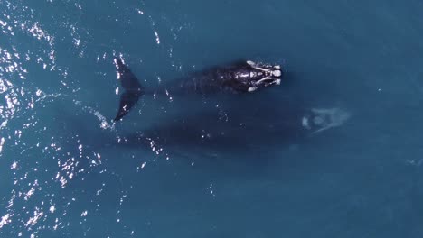 young whale rises to the surface to breathe while the mother remains under water - aerial top down view