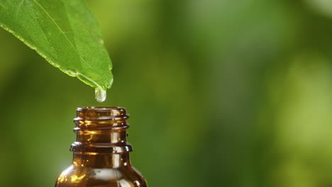 jugo goteando de la hoja en la botella de primer plano, aceite vegetal. haciendo suero de aroma en fondo verde. dejando caer extracto líquido, rutina de cuidado de la piel, aceite esencial de tratamiento, concepto de spa. medicina tradicional