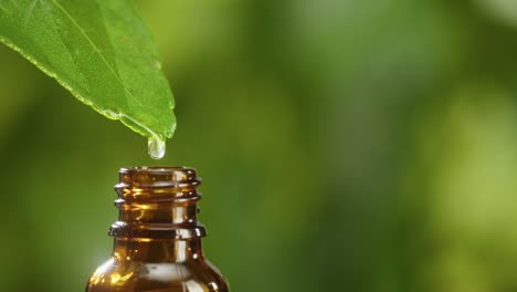 juice dripping from leaf into bottle close-up, plant oil. making aroma serum on green background. dropping liquid extract, skincare routine, treatment essence oil, spa concept. traditional medicine