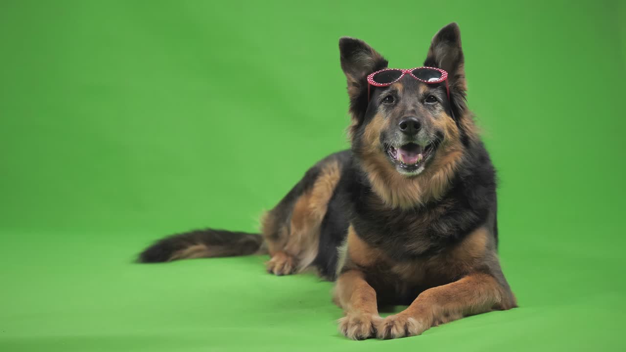 собака в солнцезащитных очках что-то смотрит.