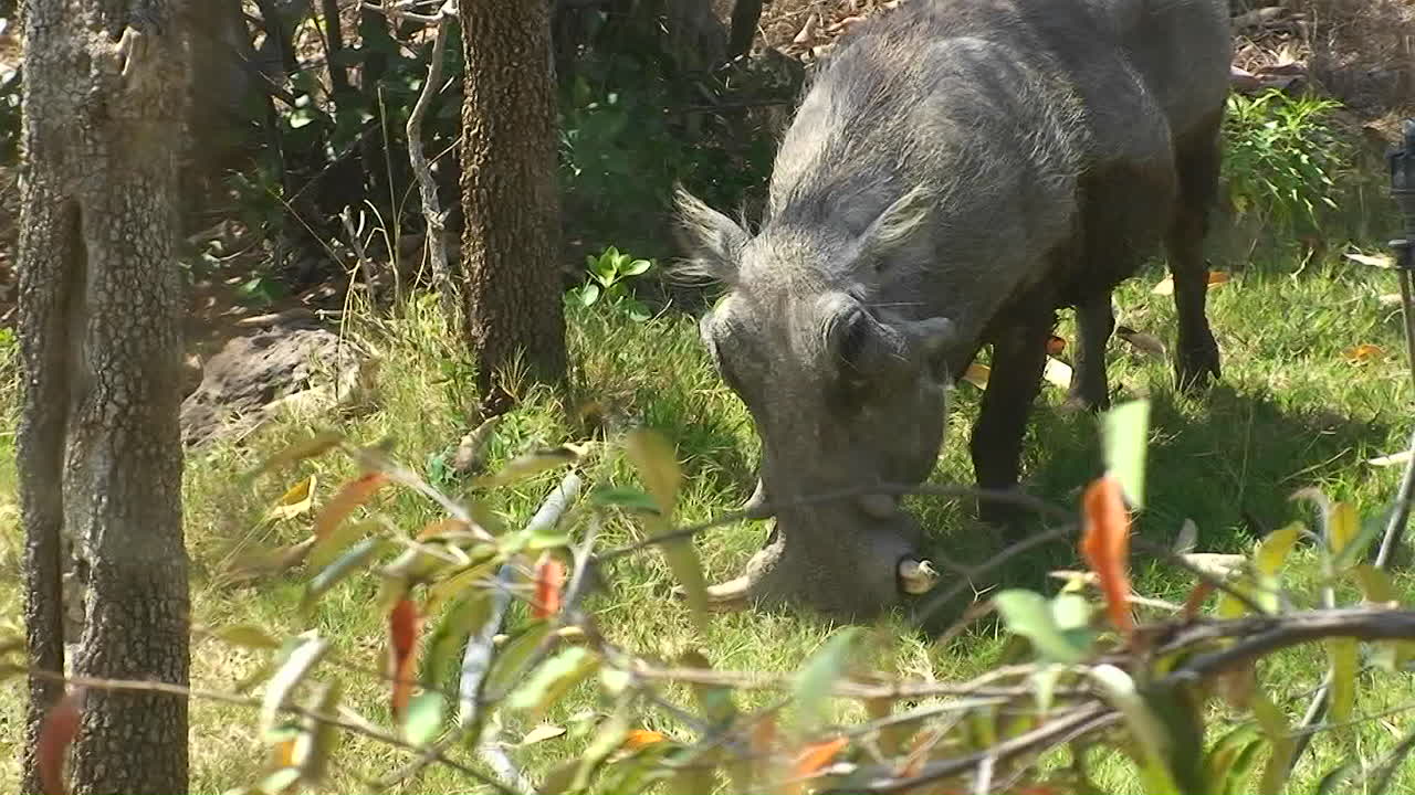 un jabalí está comiendo hierba en el bosque