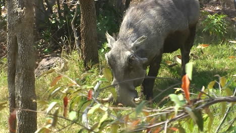 Ein-Warzenschwein-Frisst-Gras-Im-Wald