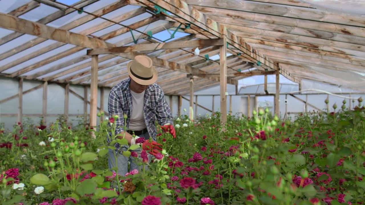 Un giardiniere cammina in una serra con i guanti, osservando e curando le rose coltivate per la sua piccola attività. Il fiorista cammina in una serra e tocca i fiori con le mani