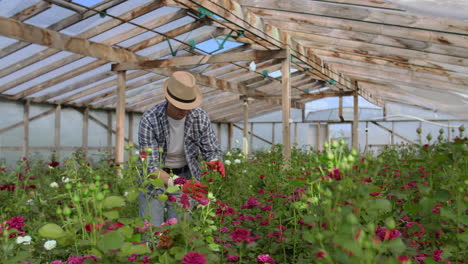 a male gardener is walking through a greenhouse with gloves looking and controlling the roses grown for his small business. florist walks on a greenhouse and touches flowers with his hands