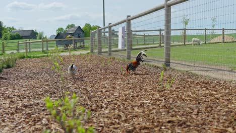a rooster and chicken walk around a zoo pen, exploring their enclosure