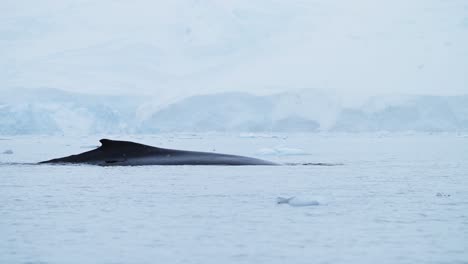 aleta dorsal de la ballena jorobada en la antártida, vida silvestre marina que muestra a las ballenas que nadan en la superficie mientras nadan en el océano sur agua del mar con un hermoso paisaje de glaciar de invierno en la península antártica