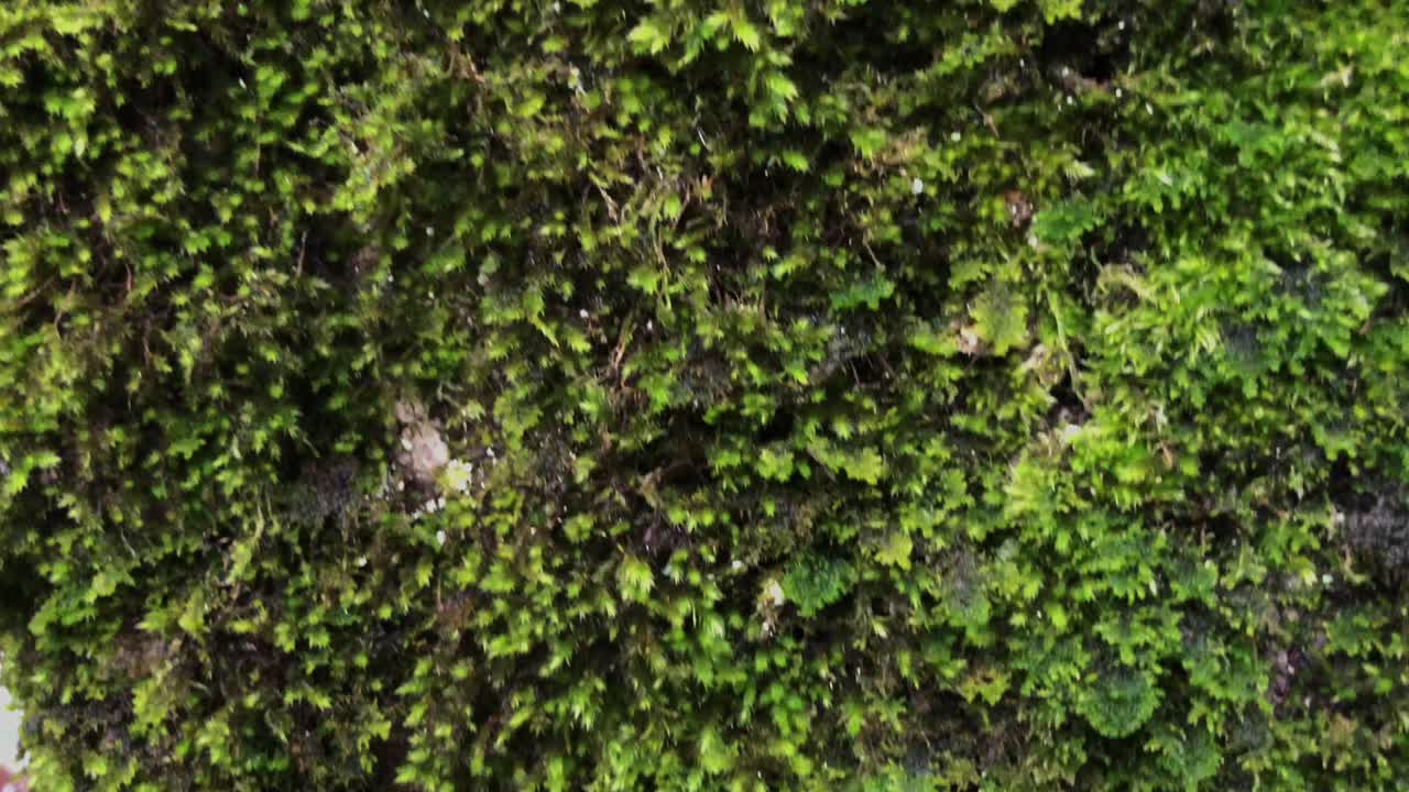 모스 의 근접적 인 모습