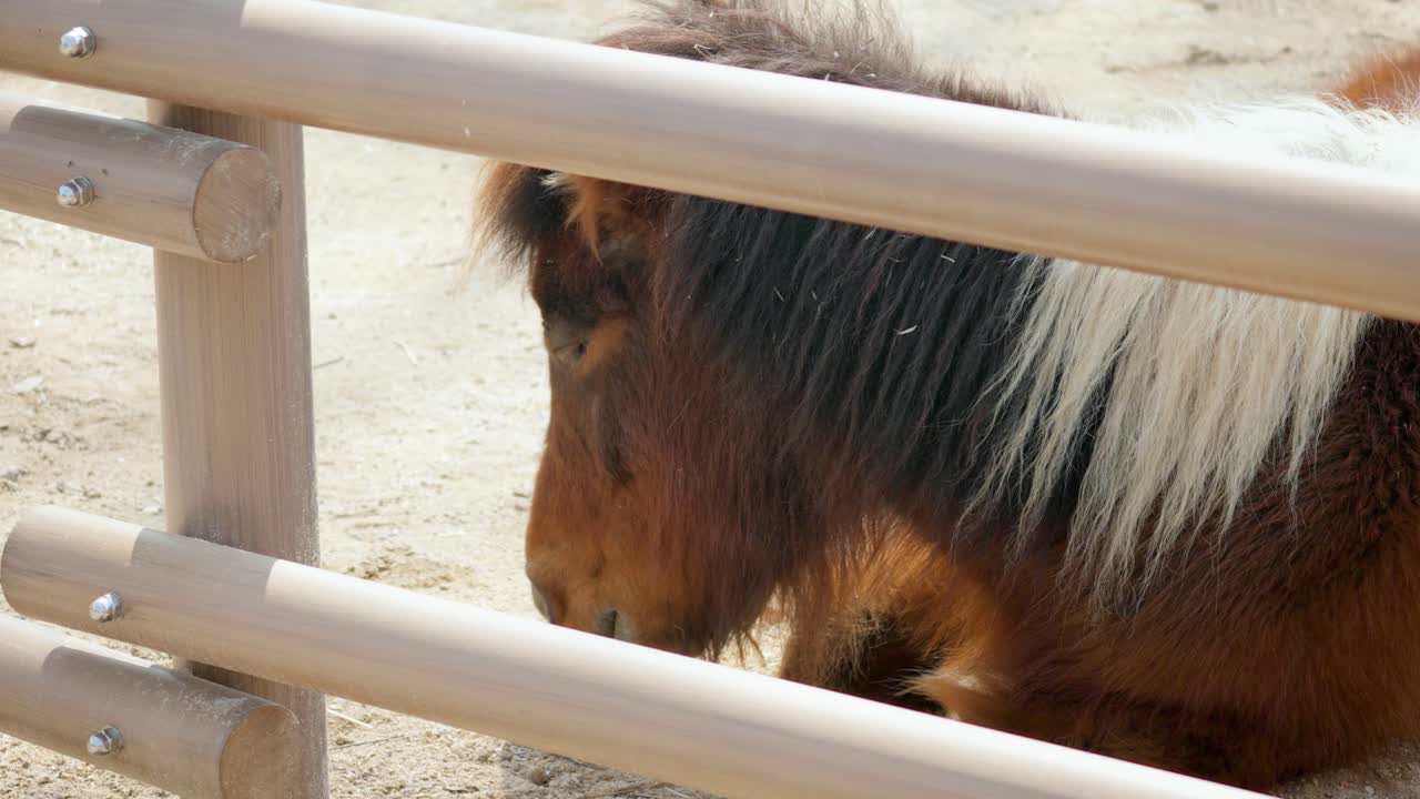 pony shetland descansando acostado en el zoológico grand park de seúl en gwacheon, corea del sur
