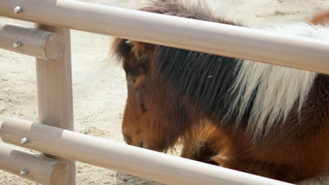 resting shetland pony lying at seoul grand park zoo in gwacheon, south korea