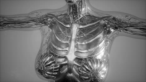 Anatomy-Tomography-Scan-of-Human-Body