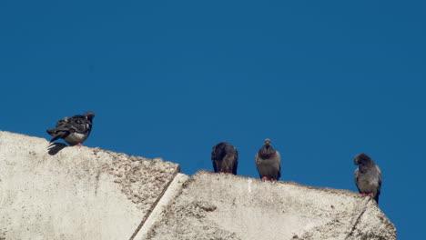 birds resting on concrete blocks
