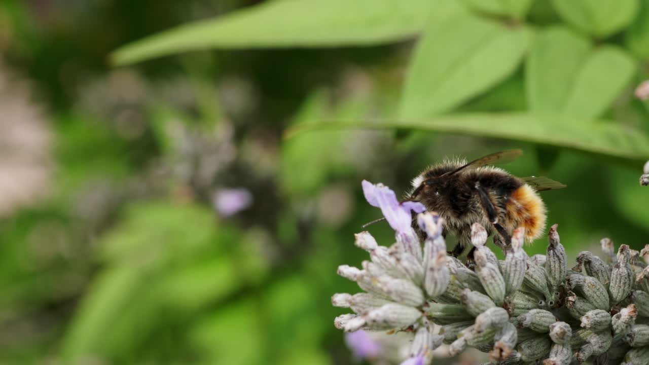 Close-up exploration of blooming lavender in a lush garden