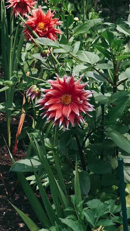 red and pink dahlia flowers in a garden