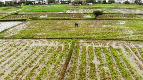 green agricultural rice fields with water buffalo and rice crops growing in hoi an, vietnam