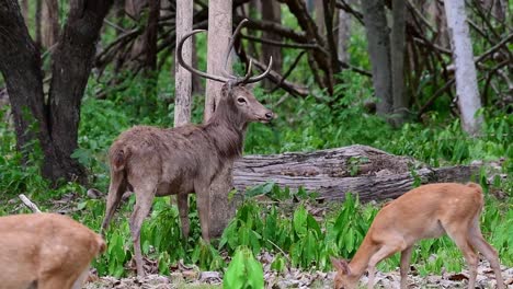 A-stag-facing-the-trunk-of-a-tree-then-grazes-together-with-two-females-during-a-windy-afternoon