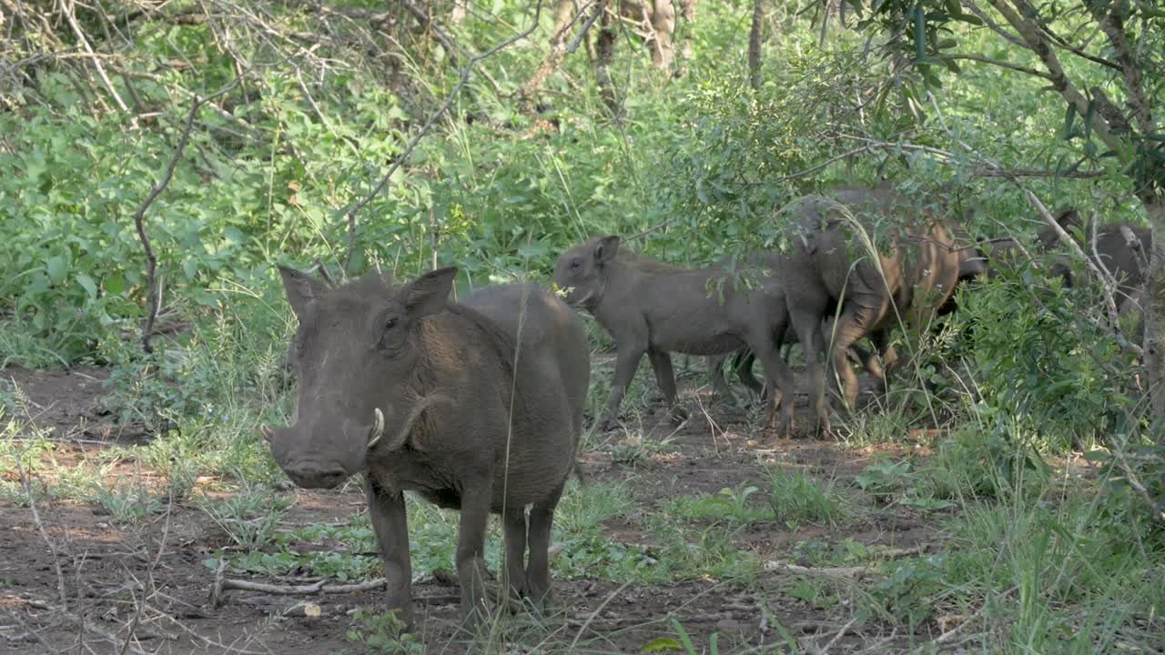 jabalí africano mirando la cámara en el bosque africano con su familia detrás de él