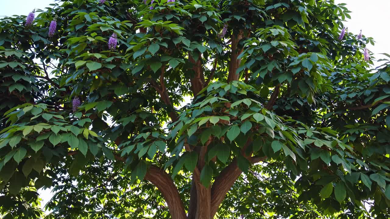 A low-angle video shot captures the lush green canopy of a tree, emphasizing the texture