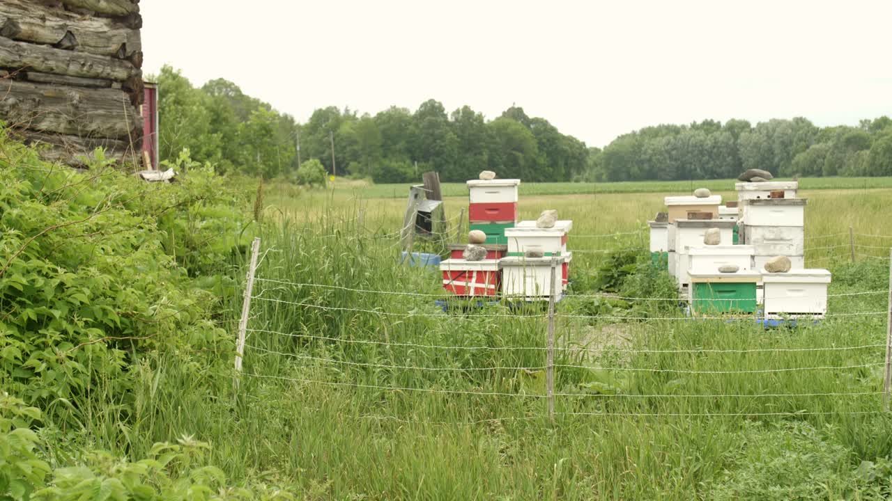 Colorful beehives on a farm surrounded by tall grass moving in the wind