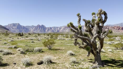 Ein-Großer-Yucca-Baum-Mit-Bergen-Im-Hintergrund