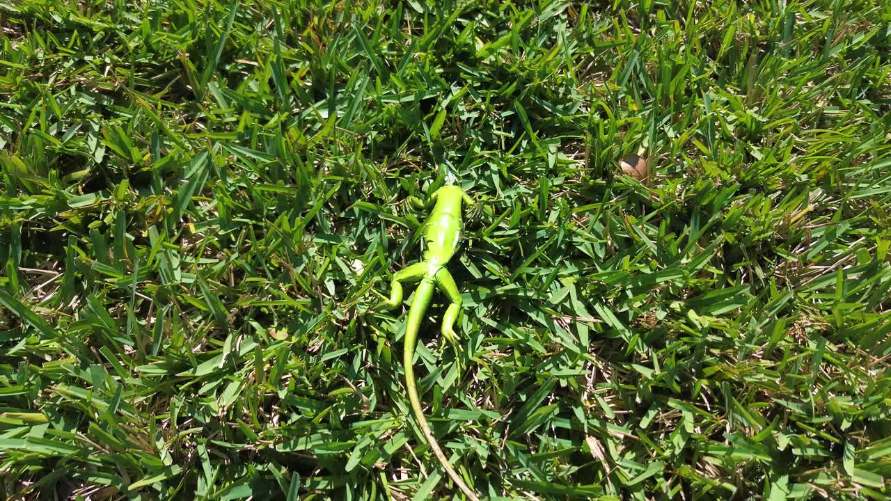A frozen iguana in south Florida