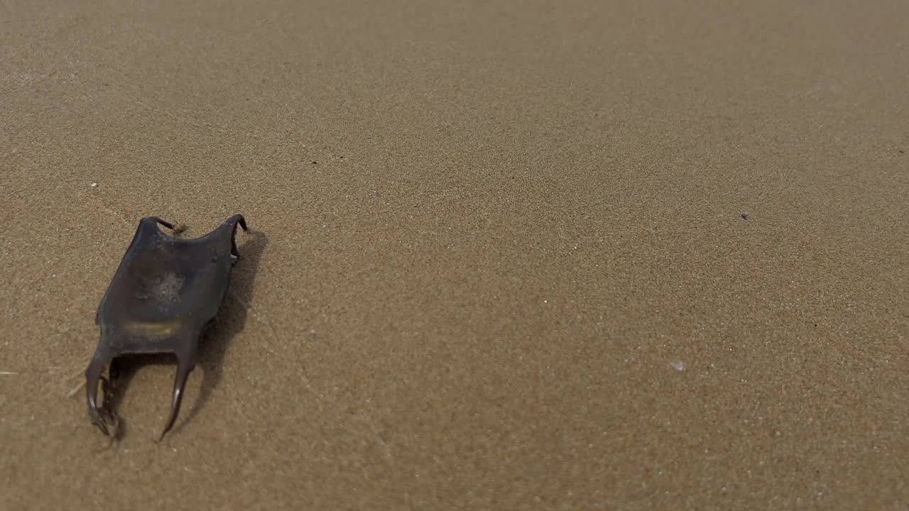 Close-up of black shark egg case on sandy beach with waves breaking on shore