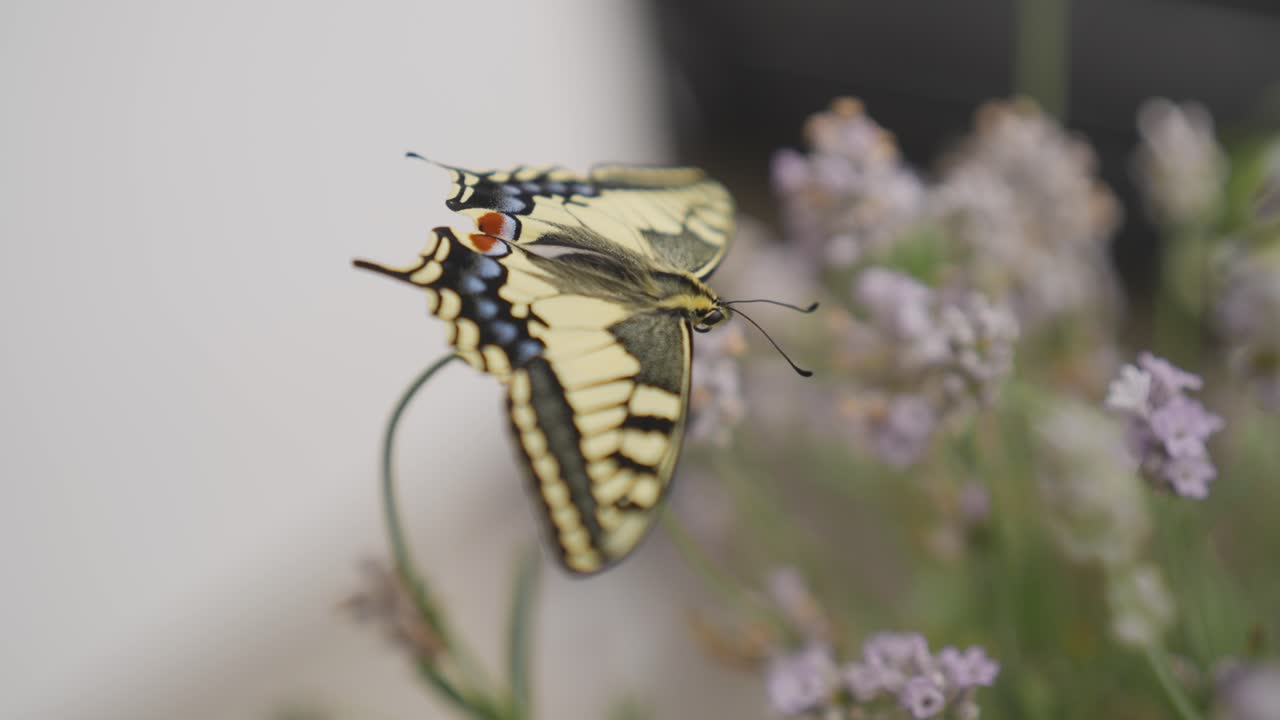 Macro shot of a newly hatched swallowtail butterfly on lavender