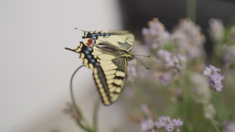 Macro-shot-of-a-newly-hatched-swallowtail-butterfly-on-lavender