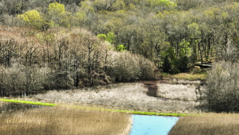 Matorrales-De-árboles-Caducifolios-Y-Turberas-En-El-área-De-Manejo-De-Vida-Silvestre-Del-Estado-De-Bell-Slough,-Arkansas,-Estados-Unidos