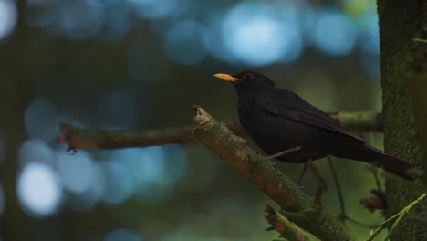 a small black bird perched on the broken branch