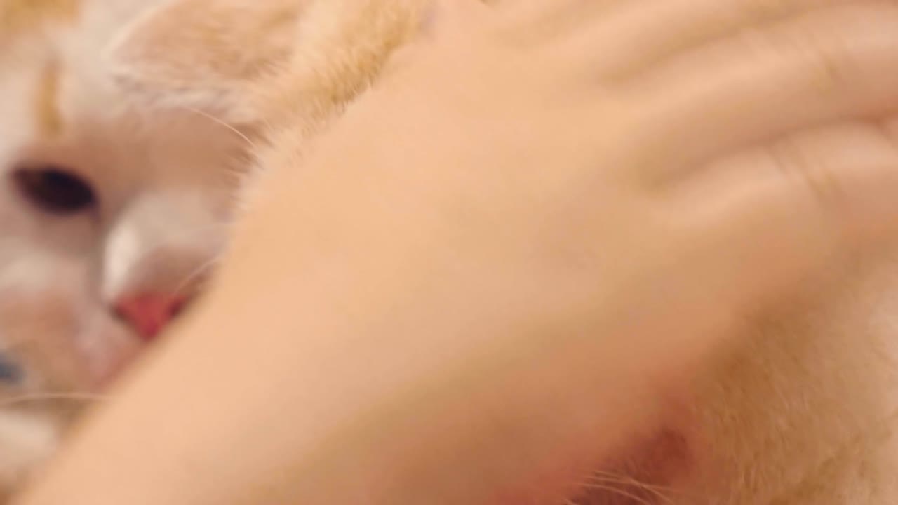 편안한 고양이가 카메라를 쳐다보고 있습니다.